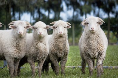 View of a curious herd of sheep looking at the camera.